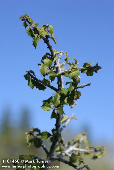 Ceanothus jepsonii