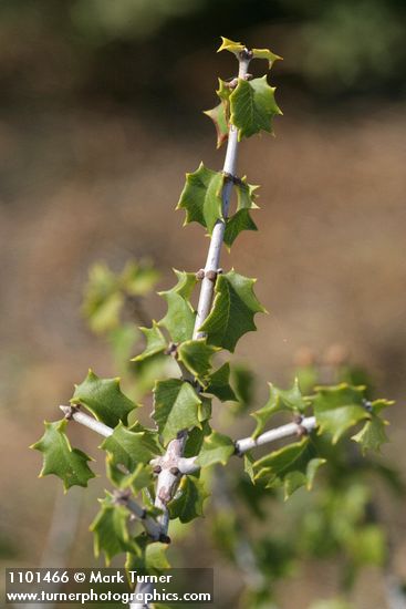 Ceanothus jepsonii