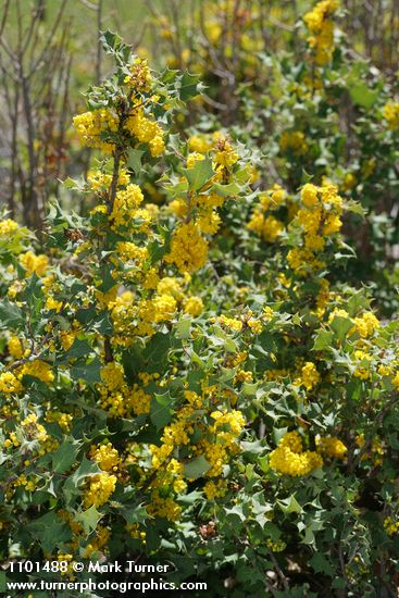 Berberis dictyota (Mahonia dictyota)