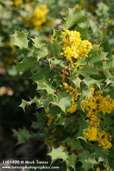 Berberis dictyota (Mahonia dictyota)