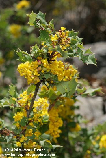Berberis dictyota (Mahonia dictyota)