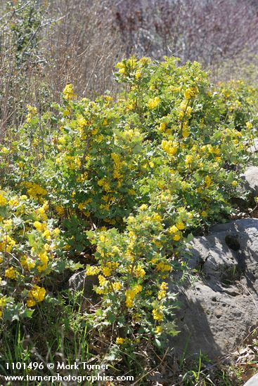 Berberis dictyota (Mahonia dictyota)