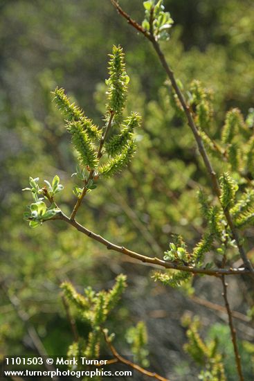 Salix bebbiana
