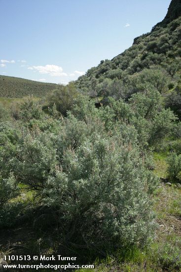 Artemisia tridentata