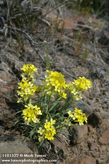 Erysimum occidentale