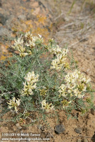 Astragalus leibergii