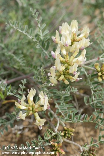 Astragalus leibergii