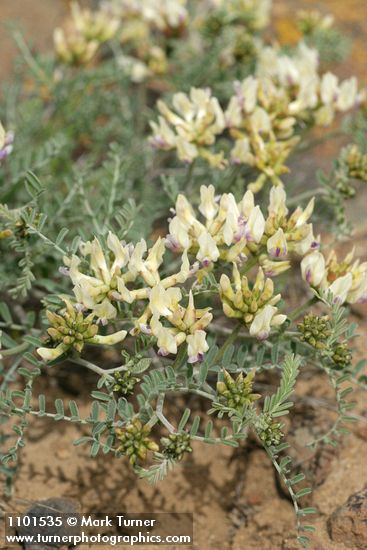 Astragalus leibergii