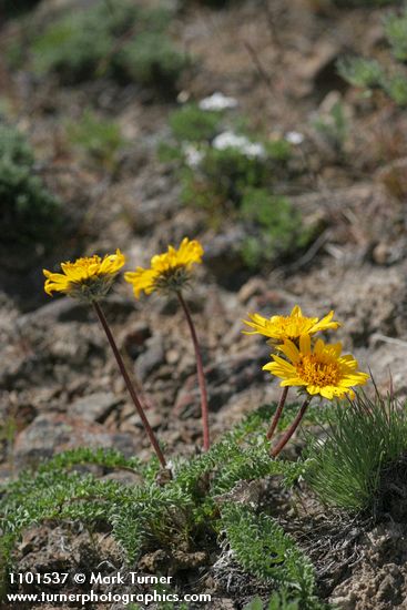 Balsamorhiza hookeri