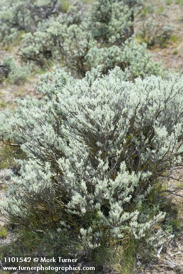 Artemisia tripartita