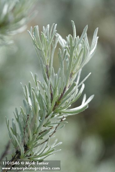 Artemisia tripartita