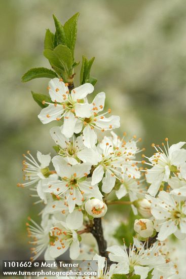 Prunus subcordata