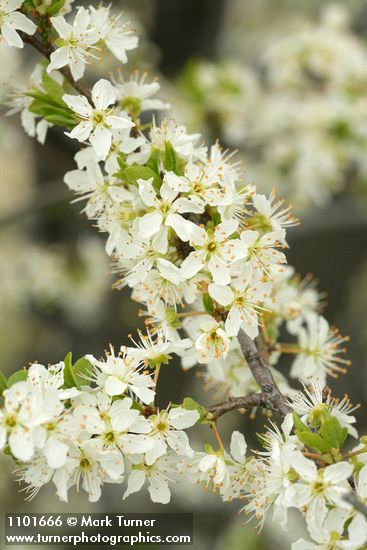 Prunus subcordata
