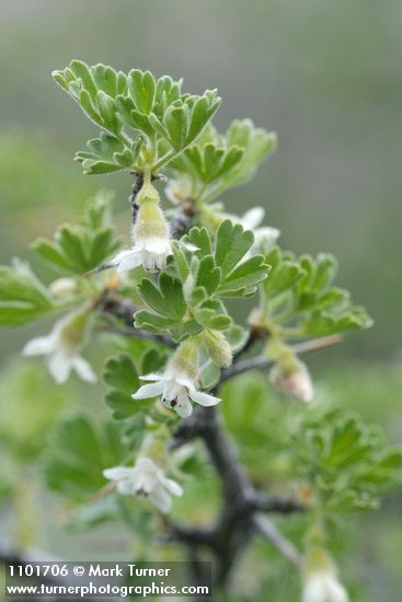 Ribes velutinum