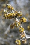 Silver Buffaloberry blossoms & emerging foliage detail