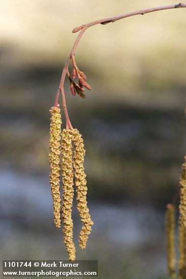 Alnus incana ssp. tenuifolia
