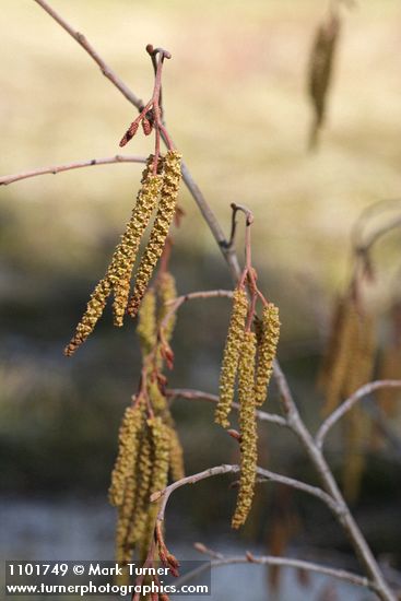 Alnus incana ssp. tenuifolia