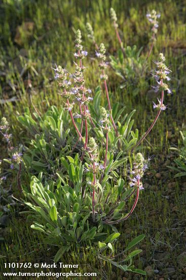 Salvia sonomensis