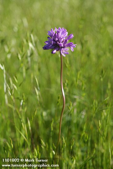 Dichelostemma capitatum