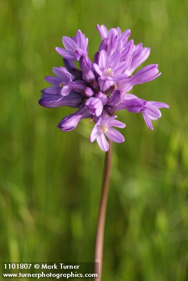 Dichelostemma capitatum