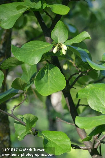 Styrax redivivus