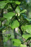 California Snowdrop Bush foliage & buds