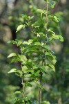 California Snowdrop Bush foliage & buds