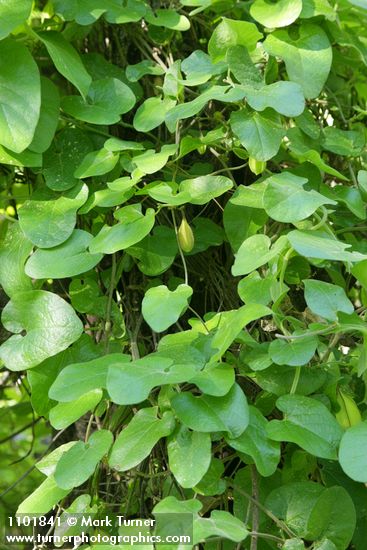 Aristolochia californica