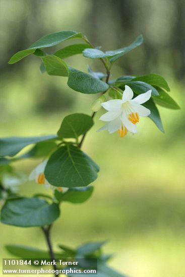 Styrax redivivus