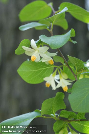 Styrax redivivus
