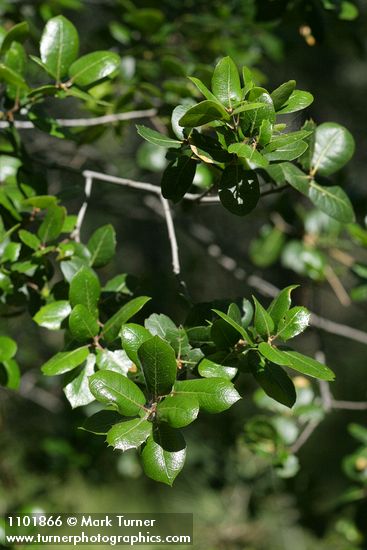 Rhamnus ilicifolia