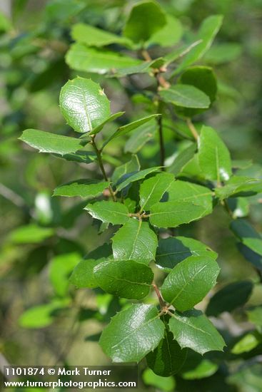 Rhamnus ilicifolia