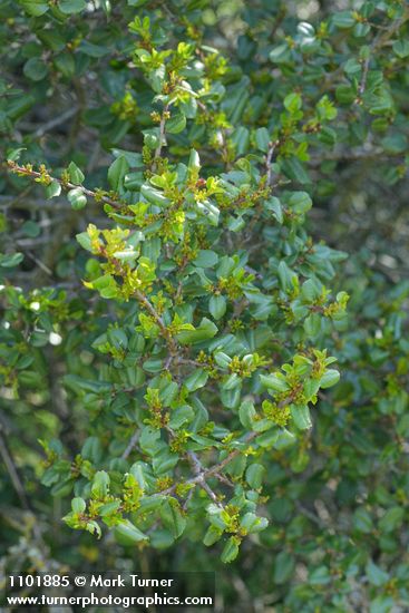 Rhamnus crocea