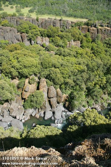 Quercus douglasii; Quercus chrysolepis; Pinus sabiniana