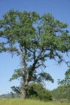 Blue Oak