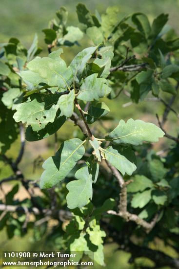 Quercus douglasii