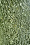 Valley Oak bark