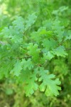 Valley Oak foliage