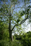 California Sycamore