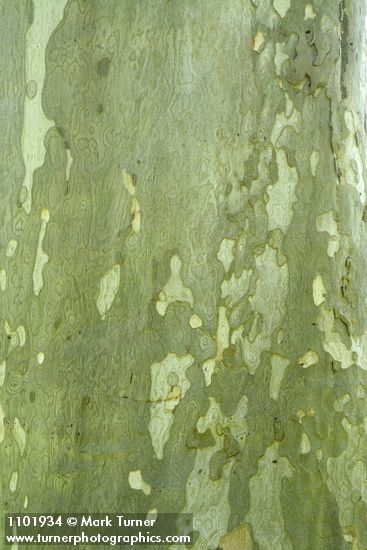 Platanus racemosa