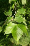 California Sycamore foliage