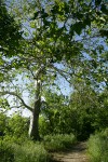 California Sycamore beside trail