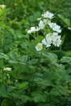 Multiflora Rose blossoms & foliage