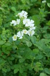 Multiflora Rose blossoms & foliage