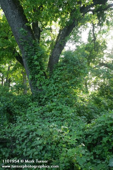 Quercus lobata; Vitis californica; Marah fabaceus; Toxicodendron diversilobum