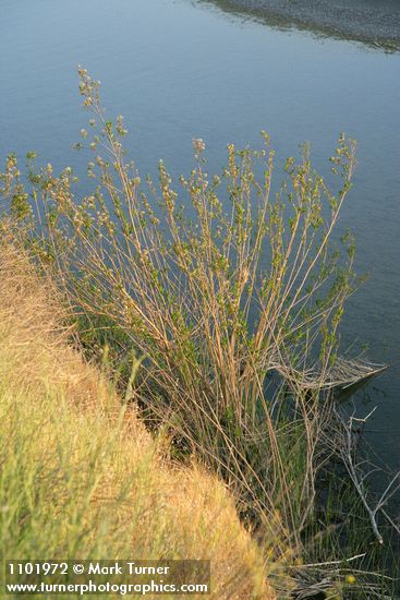 Baccharis salicifolia