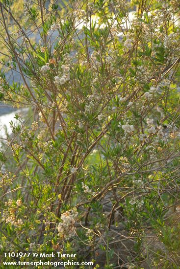 Baccharis salicifolia