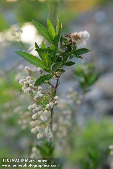 Baccharis salicifolia