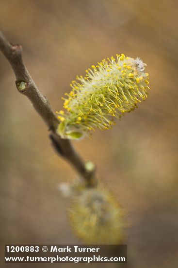 Salix hookeriana