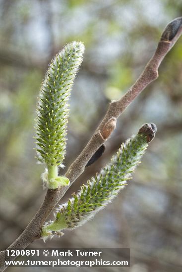Salix hookeriana